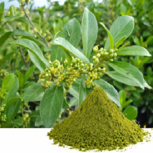 Gymnema sylvestre